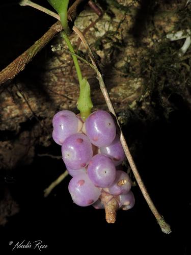 Anthurium scandens