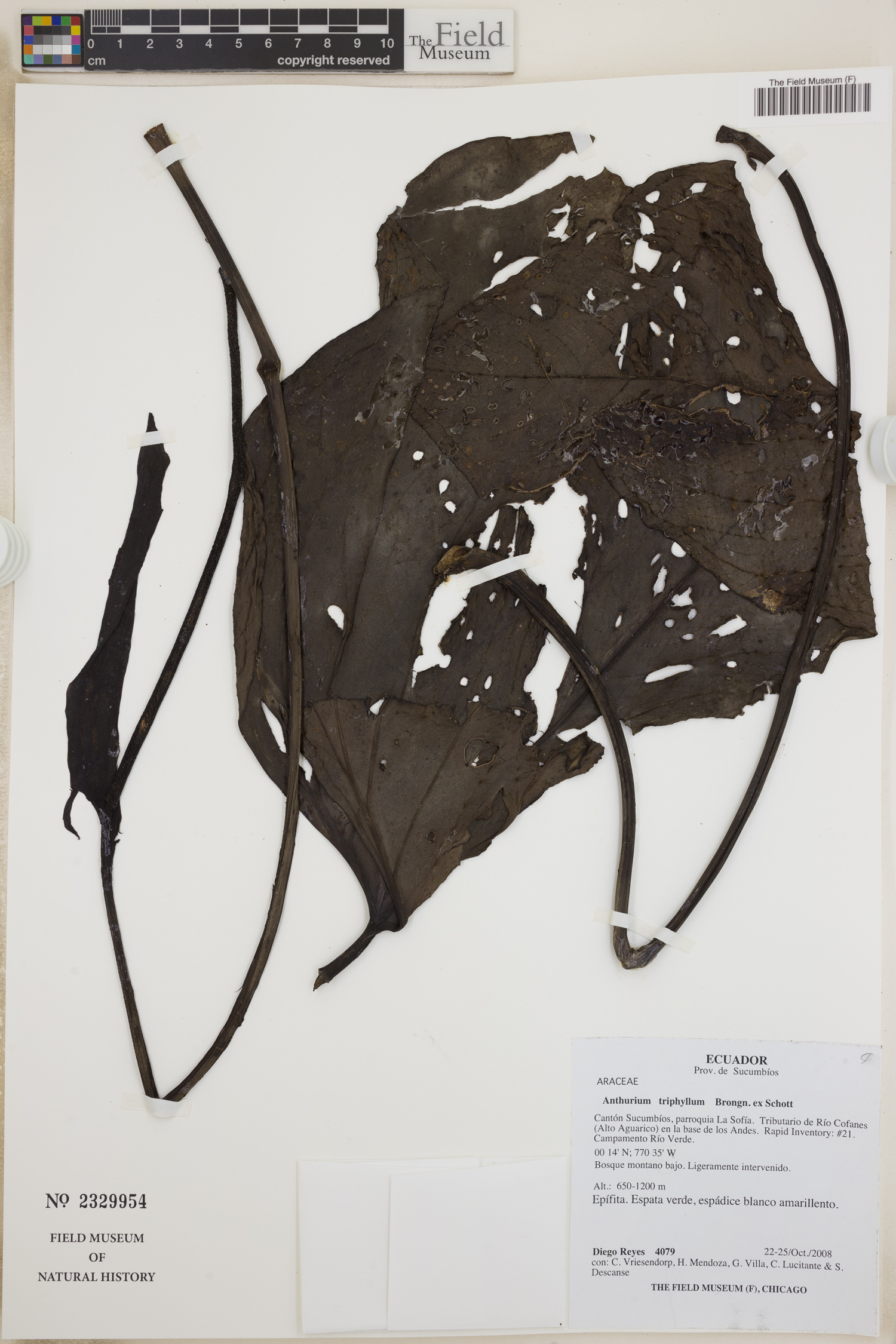 Anthurium triphyllum — photo