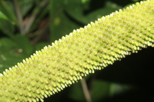 Anthurium versicolor — photo