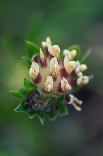 Anthyllis vulneraria (Rajenik) — photo