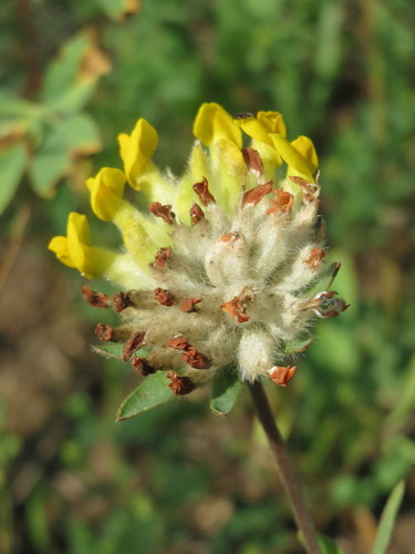 Anthyllis vulneraria (Rajenik) — photo
