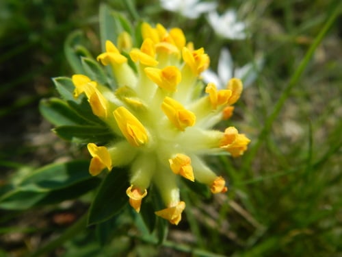 Anthyllis vulneraria