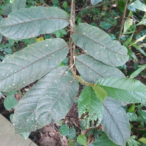 Antiaris toxicaria (False iroko) — photo