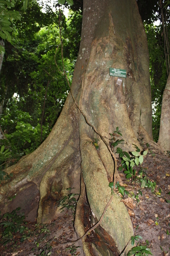 Antiaris toxicaria (False iroko) — photo