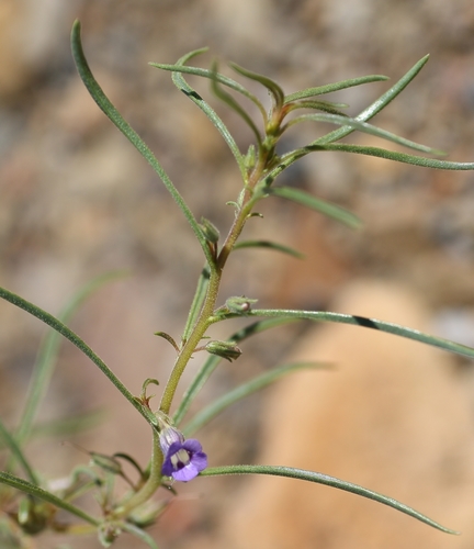 Anticharis senegalensis — photo
