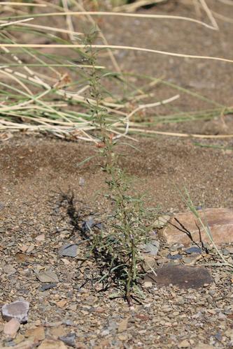Anticharis senegalensis — photo