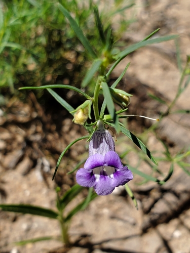 Anticharis senegalensis
