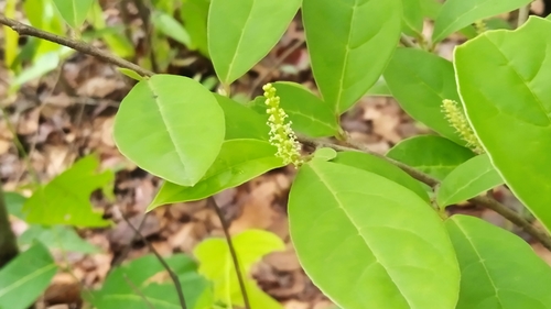 Antidesma acidum (China laurel) — photo