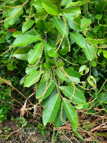 Antidesma bunius (Chinese laurel) — photo
