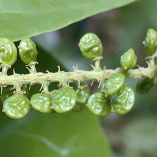 Antidesma coriaceum — photo