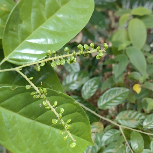 Antidesma coriaceum — photo
