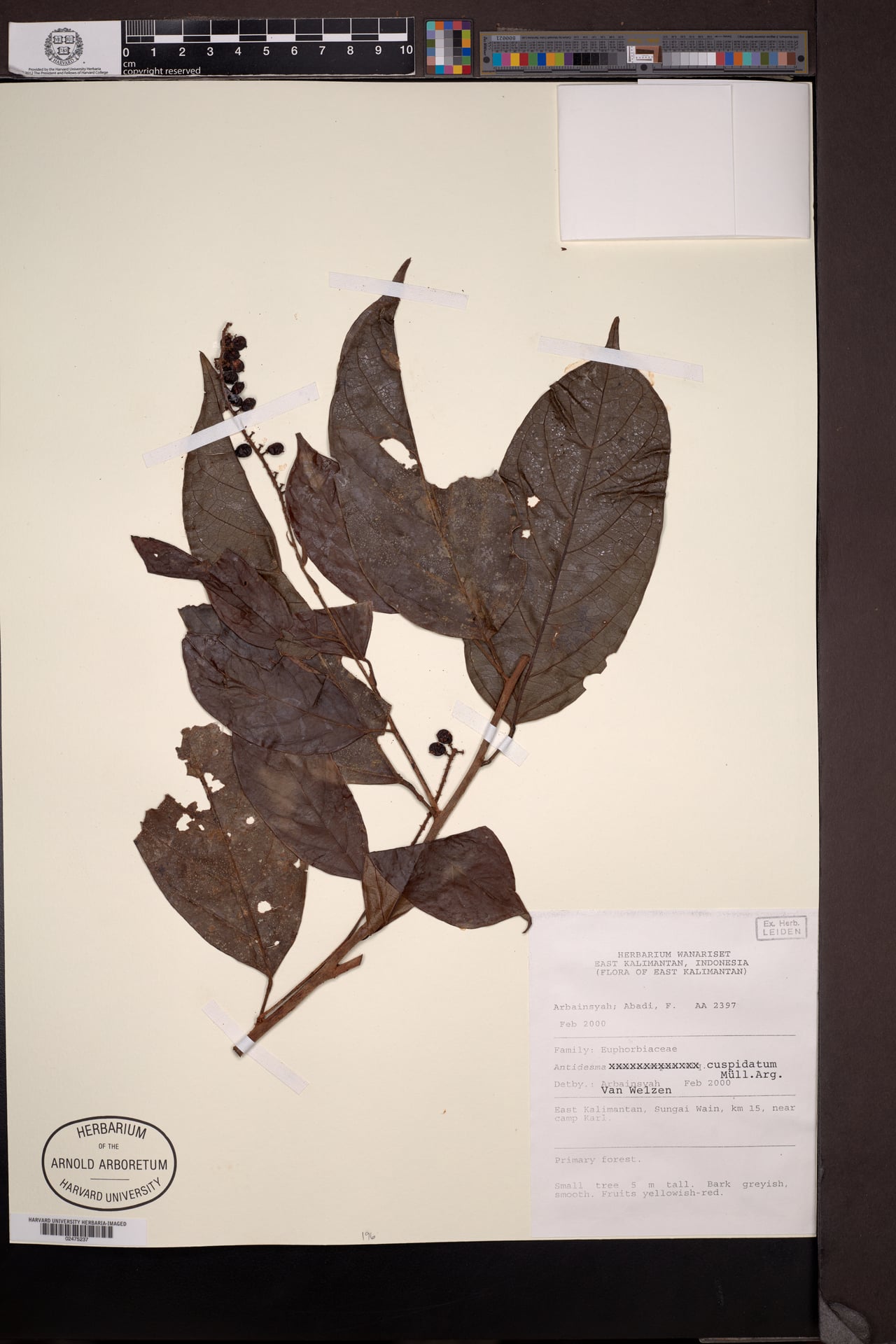 Antidesma cuspidatum — photo