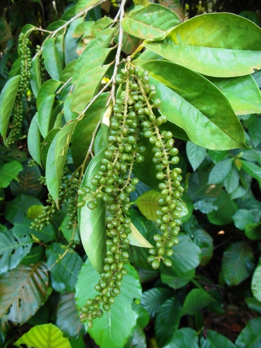 Antidesma cuspidatum