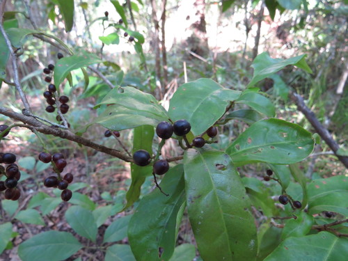 Antidesma erostre (Wild Currant) — photo