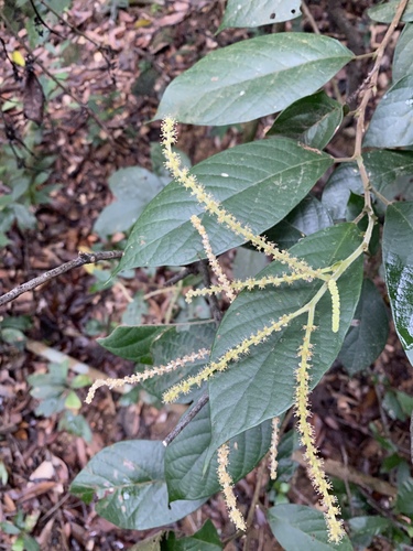 Antidesma fordii