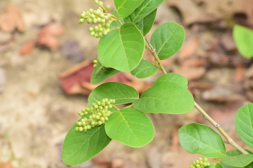 Antidesma ghaesembilla (Black currant tree) — photo