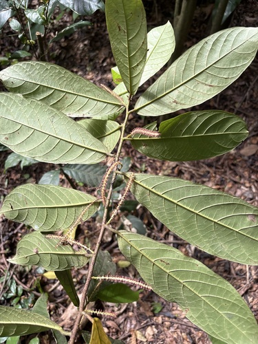 Antidesma laciniatum — photo