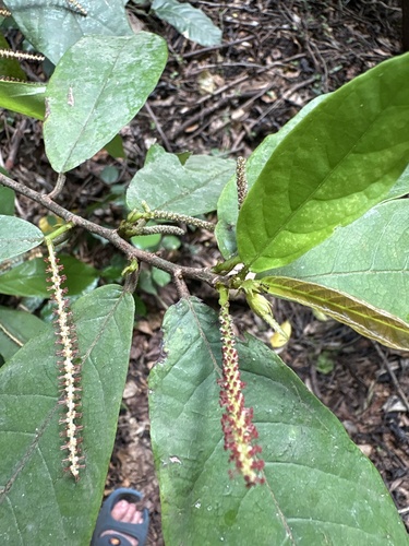 Antidesma laciniatum