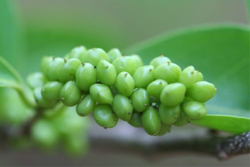 Antidesma madagascariense (Varana) — photo