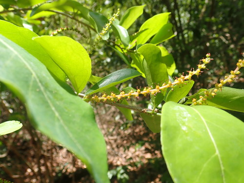 Antidesma madagascariense (Varana) — photo