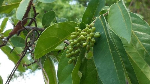 Antidesma madagascariense