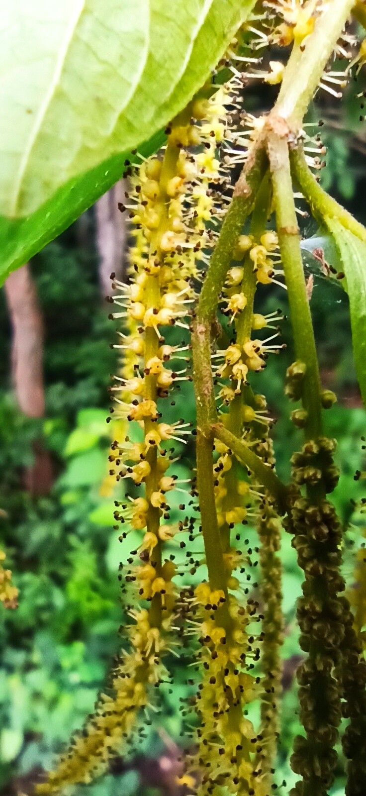 Antidesma membranaceum (Pink tassel berry) — photo