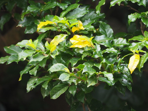 Antidesma montanum var. microphyllum — photo