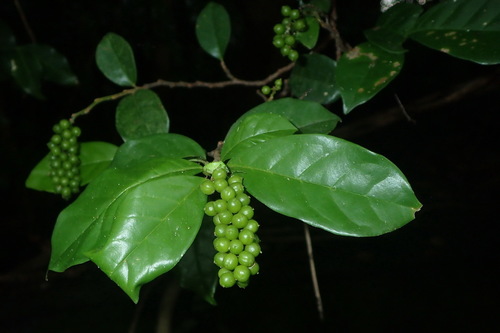 Antidesma montanum var. wallichii — photo