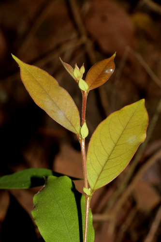 Antidesma neurocarpum — photo