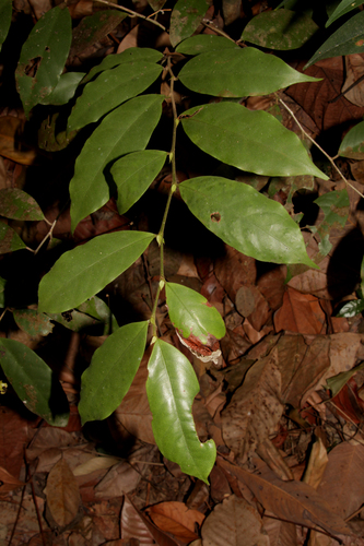 Antidesma neurocarpum