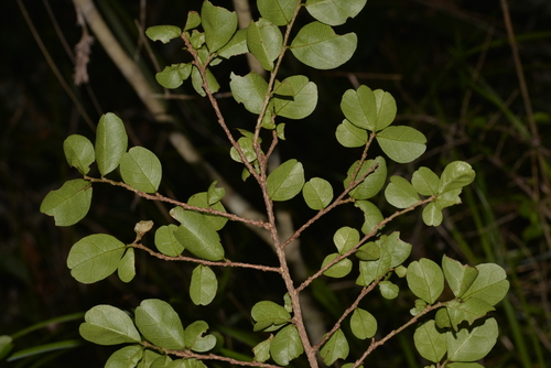 Antidesma parvifolium (Currant Bush) — photo