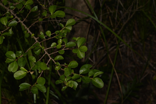 Antidesma parvifolium (Currant Bush) — photo
