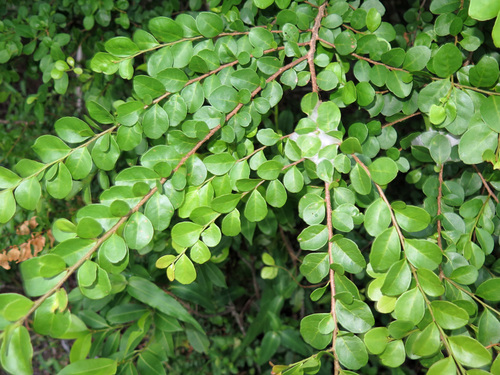 Antidesma parvifolium