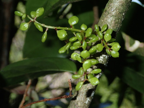 Antidesma platyphyllum (Hame) — photo