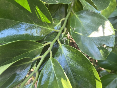 Antidesma pleuricum — photo