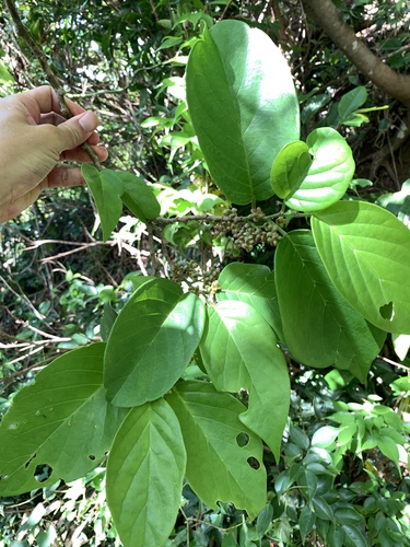 Antidesma pleuricum