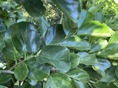 Antidesma pleuricum — photo