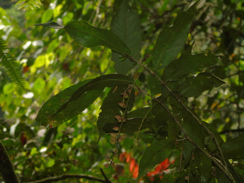 Antidesma stipulare