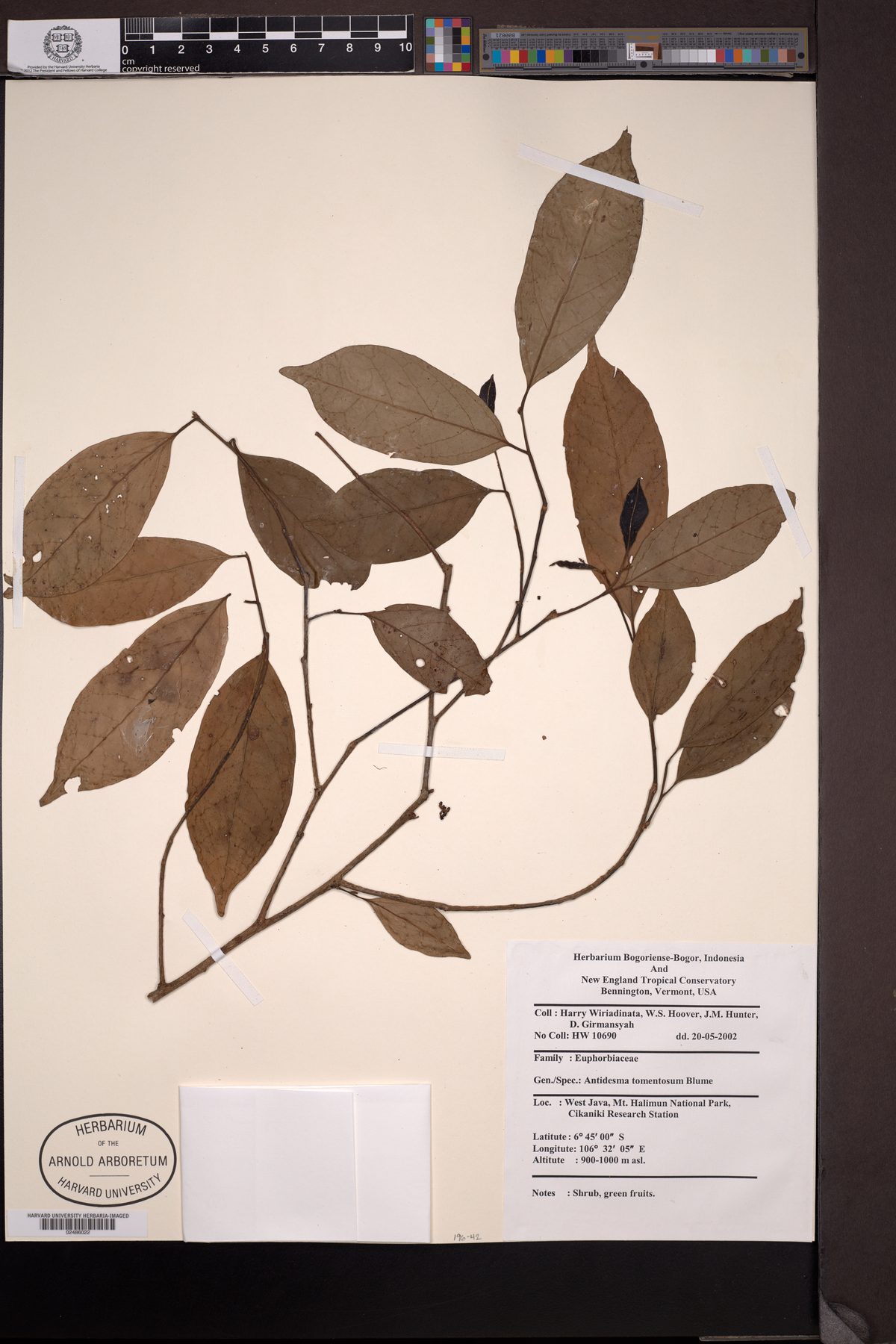 Antidesma tomentosum (Buni kidang tree) — photo