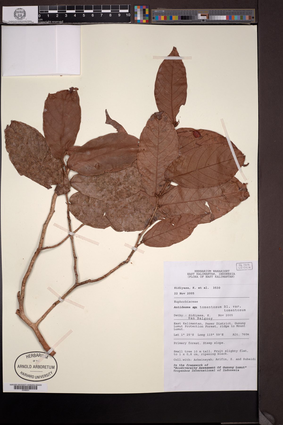 Antidesma tomentosum