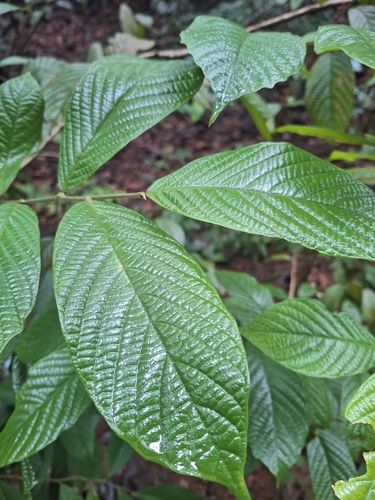 Antidesma velutinosum (Bird-berry tree) — photo
