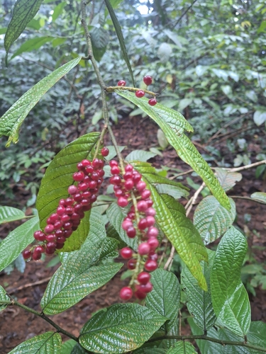 Antidesma velutinosum (Bird-berry tree) — photo