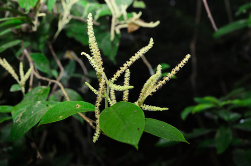 Antidesma velutinosum