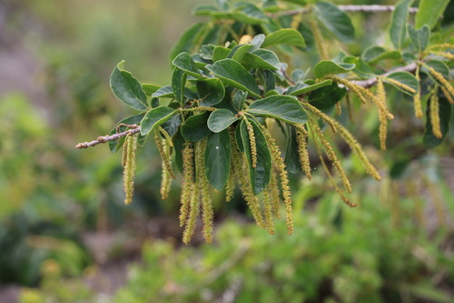 Antidesma venosum (Tassel Berry) — photo