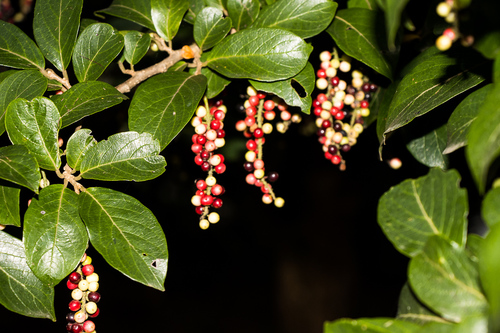 Antidesma venosum (Tassel Berry) — photo