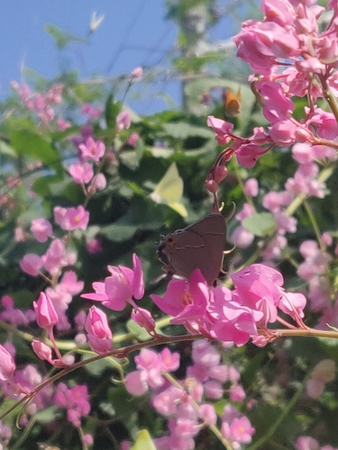 Antigonon leptopus (Coral creeper) — photo