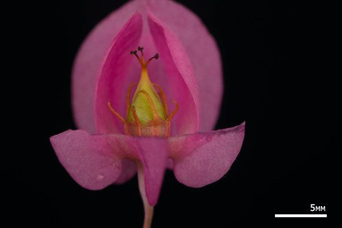 Antigonon leptopus (Coral creeper) — photo