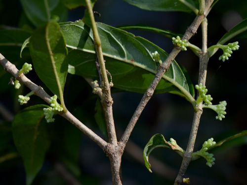 Antirhea tenuiflora (Crimson berry) — photo