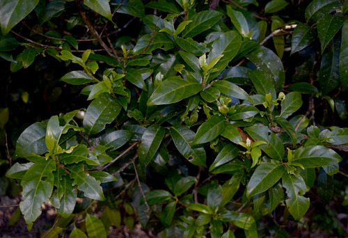 Antirhea tenuiflora (Crimson berry) — photo