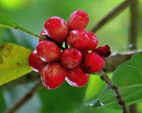 Antirhea tenuiflora